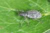 Polydrusus inustus